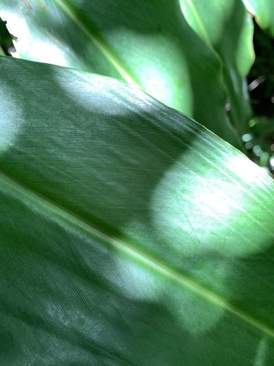 Alpinia flabellata, photographed by 呂一起(Lyu yi-chi)