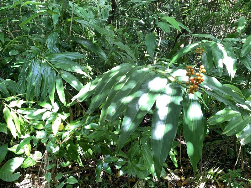 Alpinia flabellata, photographed by 呂一起(Lyu yi-chi)