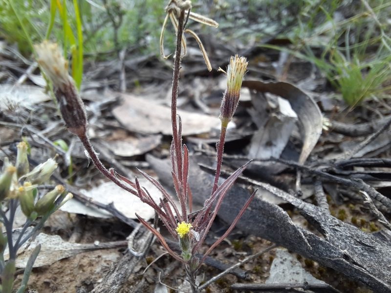 Millotia tenuifolia, photographed by spacegecko