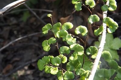 Adiantum chilense, photographed by Cecilia Briceño