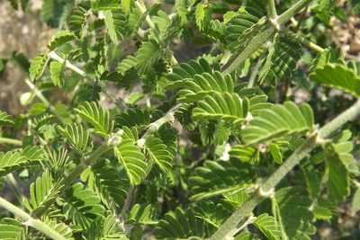 Porlieria chilensis, photographed by Cecilia Briceño