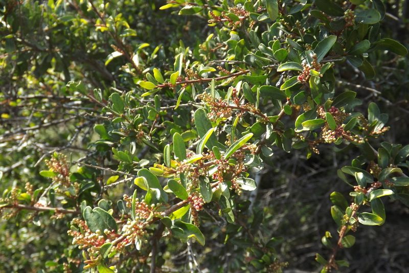 Schinus polygama, photographed by Cecilia Briceño