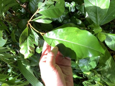 Planchonella obovata, photographed by 呂一起(Lyu yi-chi)