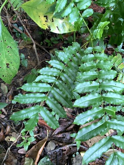 Zanthoxylum integrifoliolum, photographed by 呂一起(Lyu yi-chi)