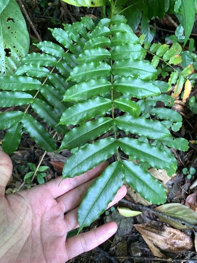Zanthoxylum integrifoliolum, photographed by 呂一起(Lyu yi-chi)