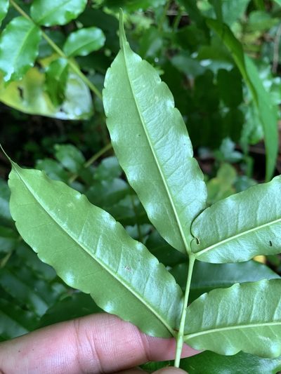 Zanthoxylum integrifoliolum, photographed by 呂一起(Lyu yi-chi)