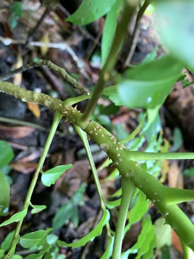 Zanthoxylum integrifoliolum, photographed by 呂一起(Lyu yi-chi)