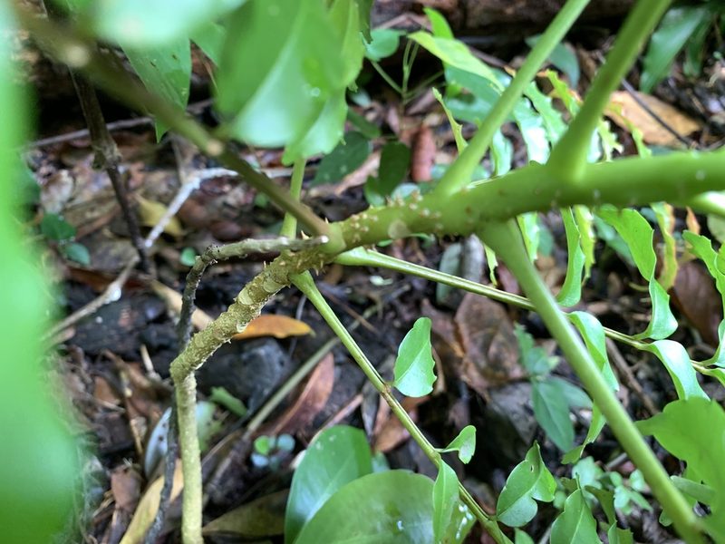 Zanthoxylum integrifoliolum, photographed by 呂一起(Lyu yi-chi)