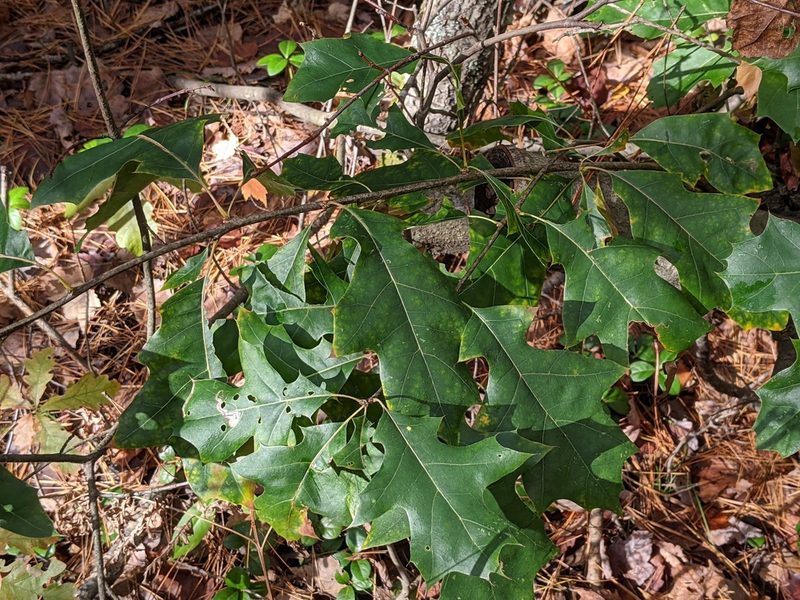 Quercus ellipsoidalis, photographed by Adam Kranz