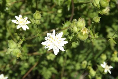 Moscharia pinnatifida, photographed by Cecilia Briceño