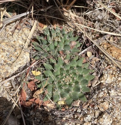 Mammillaria peninsularis, photographed by Jim Riley