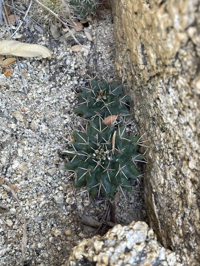 Mammillaria peninsularis, photographed by Jim Riley