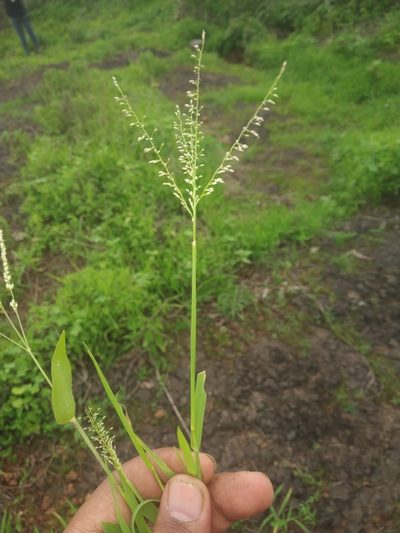 Digitaria abludens, photographed by S.MORE