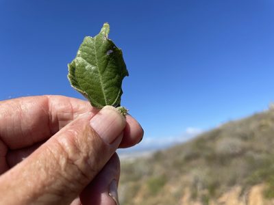 Viguiera deltoidea, photographed by Jim Riley