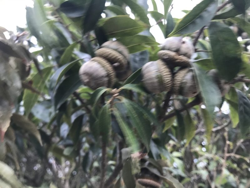 Lithocarpus konishii, photographed by Scott Edmunds