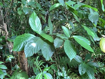 Ficus benguetensis, photographed by 呂一起(Lyu yi-chi)