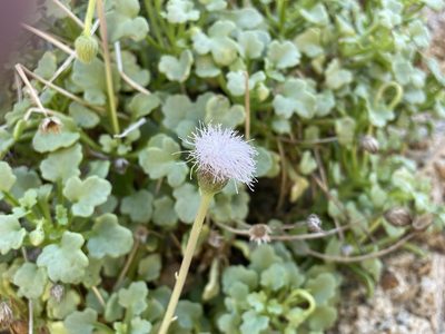 Hofmeisteria fasciculata, photographed by Jim Riley
