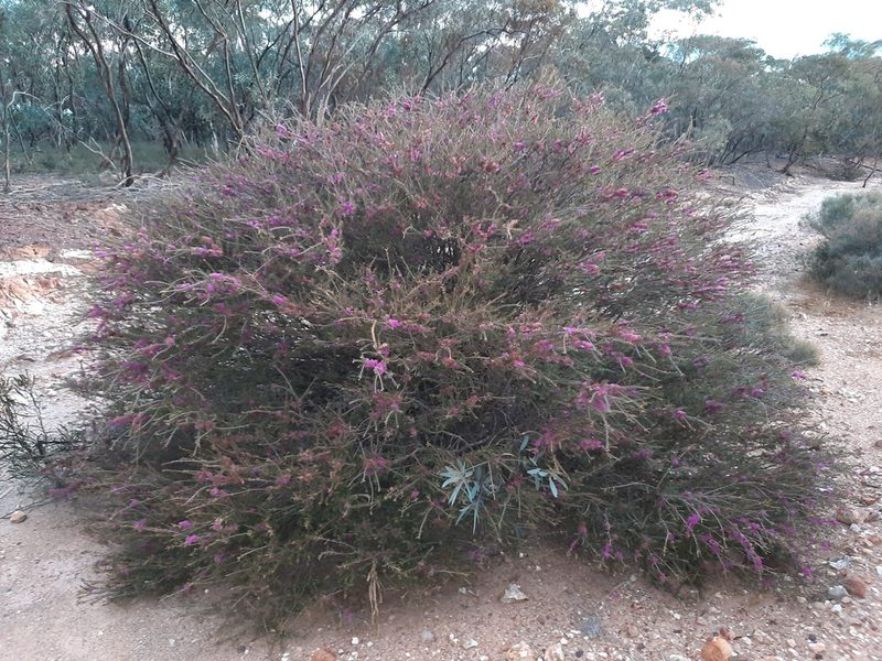 Melaleuca wilsonii, photographed by spacegecko