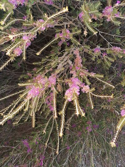 Melaleuca wilsonii, photographed by spacegecko