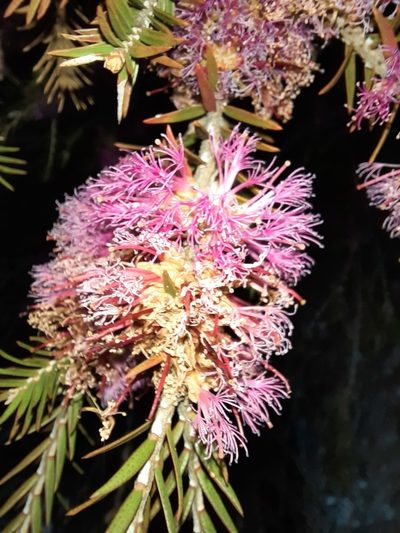 Melaleuca wilsonii, photographed by spacegecko