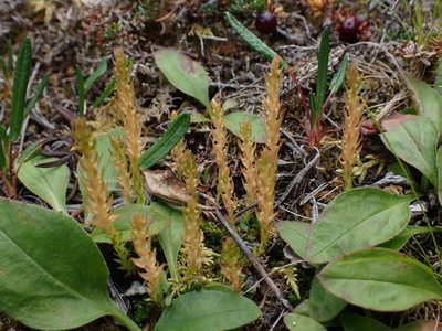 Selaginella spinulosa, photographed by Ellyne Geurts