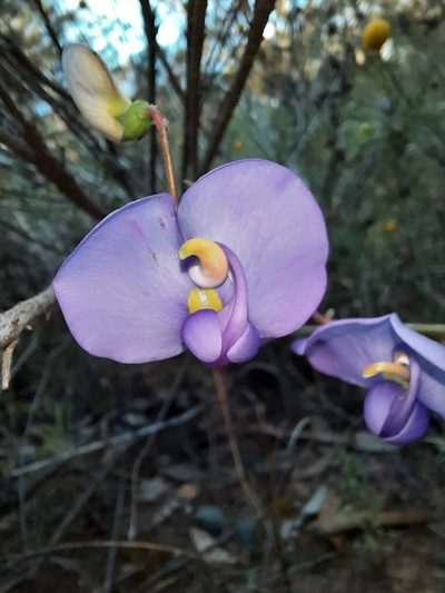 Swainsona procumbens, photographed by spacegecko