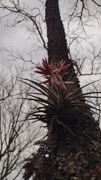 Tillandsia didisticha, photographed by Fátima Helena Yáñez