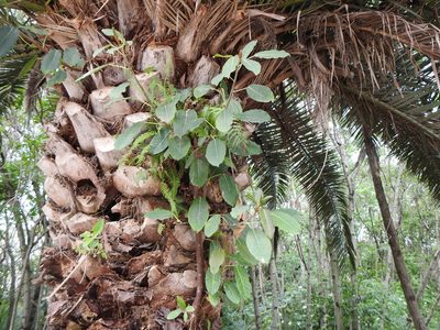 Ficus luschnathiana, photographed by Leonel Roget