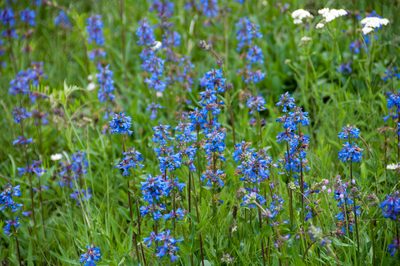 Penstemon rydbergii, photographed by Paul Asman