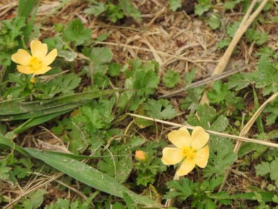 Modiolastrum malvifolium, photographed by Leonel Roget