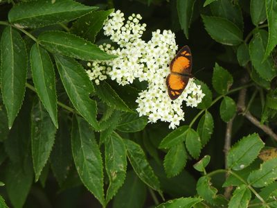 Sambucus australis, photographed by Leonel Roget