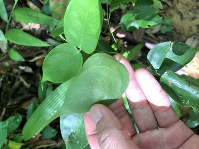 Santaloides minor, photographed by 呂一起(Lyu yi-chi)