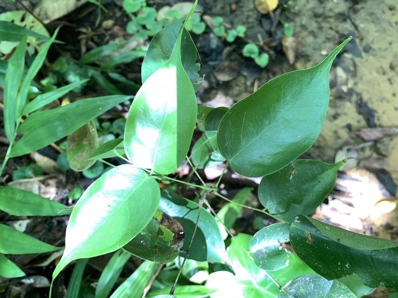 Santaloides minor, photographed by 呂一起(Lyu yi-chi)