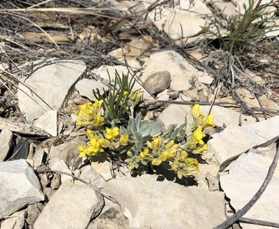 Physaria bellii, photographed by John Marino