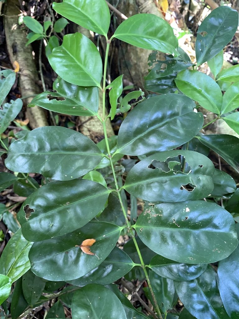 Euonymus cochinchinensis, photographed by 呂一起(Lyu yi-chi)
