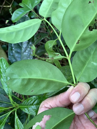 Euonymus cochinchinensis, photographed by 呂一起(Lyu yi-chi)