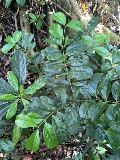 Euonymus cochinchinensis, photographed by 呂一起(Lyu yi-chi)