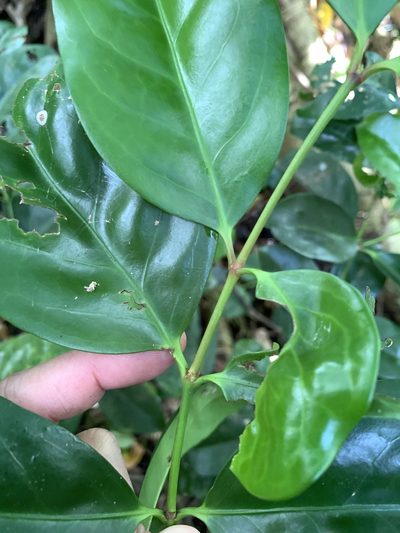 Euonymus cochinchinensis, photographed by 呂一起(Lyu yi-chi)