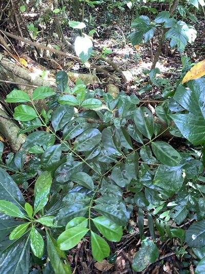 Euonymus cochinchinensis, photographed by 呂一起(Lyu yi-chi)