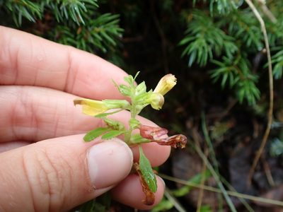 Pedicularis labradorica, photographed by Ellyne Geurts