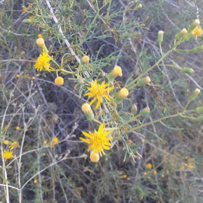 Senecio subulatus, photographed by Benjamin Bender