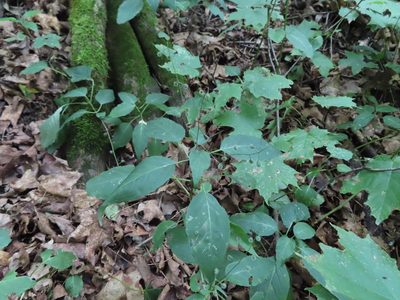 Circaea canadensis, photographed by Eric Schmidt