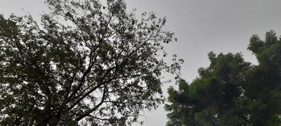 Aegle marmelos