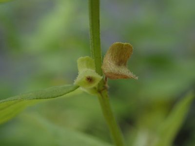 Scutellaria galericulata, photographed by Daniel Cahen