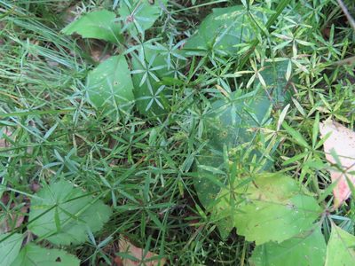 Galium concinnum, photographed by Eric Schmidt