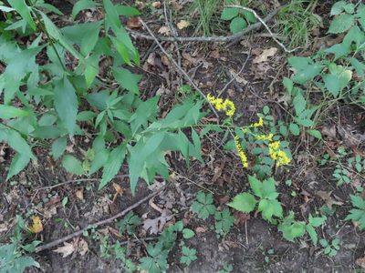 Solidago ulmifolia, photographed by Eric Schmidt