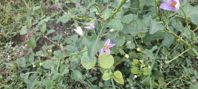 Solanum trilobatum, photographed by P Jeganathan