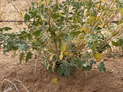 Sphaeralcea parvifolia