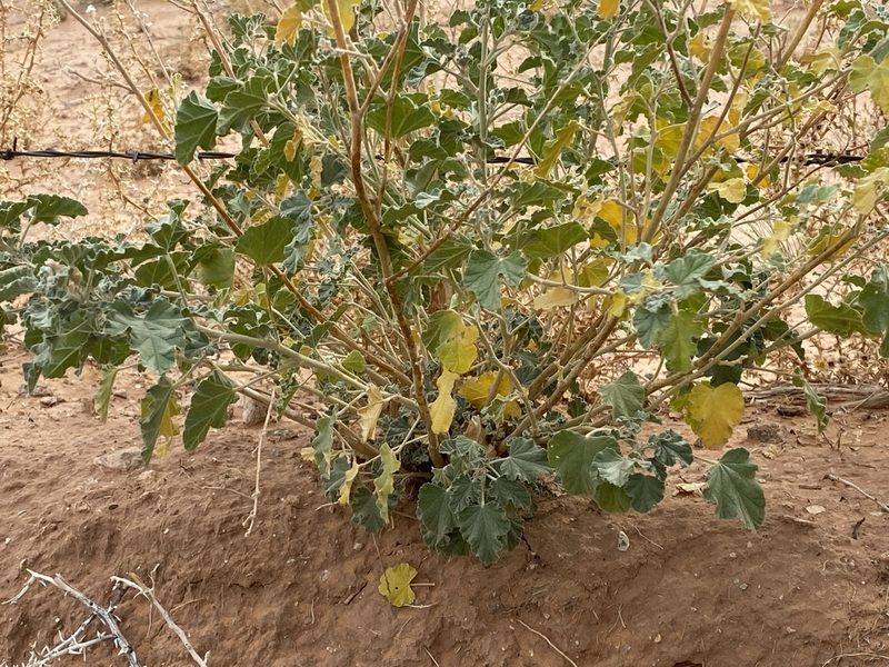 Sphaeralcea parvifolia, photographed by Elliott Gordon