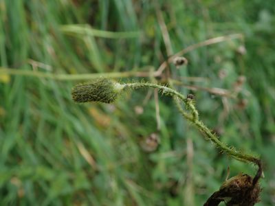 Sonchus arvensis, photographed by Daniel Cahen